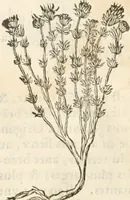 Picture 173 of 339 from [Les six livres de Pedacion Dioscoride d'Anazarbe de la matiere medicinale : translatez de latin en françois : a chacun chapitre sont aioustees certaines annotations fort doctes, & recueillies des plus excellens medecins, anciens, & modernes (1553), leaf 199