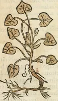An illustration from [Les six livres de Pedacion Dioscoride d'Anazarbe de la matiere medicinale : translatez de latin en françois : a chacun chapitre sont aioustees certaines annotations fort doctes, & recueillies des plus excellens medecins, anciens, & modernes (1553)