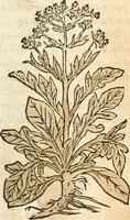 An illustration from [Les six livres de Pedacion Dioscoride d'Anazarbe de la matiere medicinale : translatez de latin en françois : a chacun chapitre sont aioustees certaines annotations fort doctes, & recueillies des plus excellens medecins, anciens, & modernes (1553)