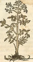 An illustration from [Les six livres de Pedacion Dioscoride d'Anazarbe de la matiere medicinale : translatez de latin en françois : a chacun chapitre sont aioustees certaines annotations fort doctes, & recueillies des plus excellens medecins, anciens, & modernes (1553)