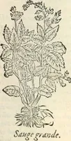An illustration from [Les six livres de Pedacion Dioscoride d'Anazarbe de la matiere medicinale : translatez de latin en françois : a chacun chapitre sont aioustees certaines annotations fort doctes, & recueillies des plus excellens medecins, anciens, & modernes (1553)