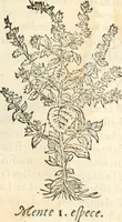 An illustration from [Les six livres de Pedacion Dioscoride d'Anazarbe de la matiere medicinale : translatez de latin en françois : a chacun chapitre sont aioustees certaines annotations fort doctes, & recueillies des plus excellens medecins, anciens, & modernes (1553)
