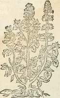 An illustration from [Les six livres de Pedacion Dioscoride d'Anazarbe de la matiere medicinale : translatez de latin en françois : a chacun chapitre sont aioustees certaines annotations fort doctes, & recueillies des plus excellens medecins, anciens, & modernes (1553)