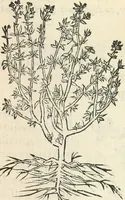 An illustration from [Les six livres de Pedacion Dioscoride d'Anazarbe de la matiere medicinale : translatez de latin en françois : a chacun chapitre sont aioustees certaines annotations fort doctes, & recueillies des plus excellens medecins, anciens, & modernes (1553)