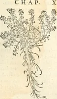 Picture 180 of 339 from [Les six livres de Pedacion Dioscoride d'Anazarbe de la matiere medicinale : translatez de latin en françois : a chacun chapitre sont aioustees certaines annotations fort doctes, & recueillies des plus excellens medecins, anciens, & modernes (1553), leaf 202