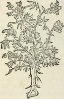 An illustration from [Les six livres de Pedacion Dioscoride d'Anazarbe de la matiere medicinale : translatez de latin en françois : a chacun chapitre sont aioustees certaines annotations fort doctes, & recueillies des plus excellens medecins, anciens, & modernes (1553)