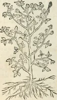 Picture 182 of 339 from [Les six livres de Pedacion Dioscoride d'Anazarbe de la matiere medicinale : translatez de latin en françois : a chacun chapitre sont aioustees certaines annotations fort doctes, & recueillies des plus excellens medecins, anciens, & modernes (1553), leaf 203