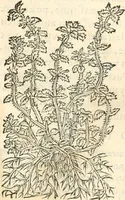 An illustration from [Les six livres de Pedacion Dioscoride d'Anazarbe de la matiere medicinale : translatez de latin en françois : a chacun chapitre sont aioustees certaines annotations fort doctes, & recueillies des plus excellens medecins, anciens, & modernes (1553)