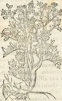 Picture 184 of 339 from [Les six livres de Pedacion Dioscoride d'Anazarbe de la matiere medicinale : translatez de latin en françois : a chacun chapitre sont aioustees certaines annotations fort doctes, & recueillies des plus excellens medecins, anciens, & modernes (1553), leaf 205