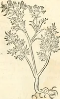 An illustration from [Les six livres de Pedacion Dioscoride d'Anazarbe de la matiere medicinale : translatez de latin en françois : a chacun chapitre sont aioustees certaines annotations fort doctes, & recueillies des plus excellens medecins, anciens, & modernes (1553)