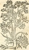 An illustration from [Les six livres de Pedacion Dioscoride d'Anazarbe de la matiere medicinale : translatez de latin en françois : a chacun chapitre sont aioustees certaines annotations fort doctes, & recueillies des plus excellens medecins, anciens, & modernes (1553)