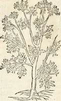 An illustration from [Les six livres de Pedacion Dioscoride d'Anazarbe de la matiere medicinale : translatez de latin en françois : a chacun chapitre sont aioustees certaines annotations fort doctes, & recueillies des plus excellens medecins, anciens, & modernes (1553)
