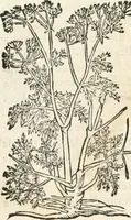 An illustration from [Les six livres de Pedacion Dioscoride d'Anazarbe de la matiere medicinale : translatez de latin en françois : a chacun chapitre sont aioustees certaines annotations fort doctes, & recueillies des plus excellens medecins, anciens, & modernes (1553)
