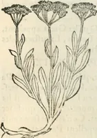 Picture 190 of 339 from [Les six livres de Pedacion Dioscoride d'Anazarbe de la matiere medicinale : translatez de latin en françois : a chacun chapitre sont aioustees certaines annotations fort doctes, & recueillies des plus excellens medecins, anciens, & modernes (1553), leaf 209