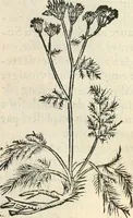 An illustration from [Les six livres de Pedacion Dioscoride d'Anazarbe de la matiere medicinale : translatez de latin en françois : a chacun chapitre sont aioustees certaines annotations fort doctes, & recueillies des plus excellens medecins, anciens, & modernes (1553)
