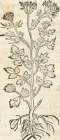 An illustration from [Les six livres de Pedacion Dioscoride d'Anazarbe de la matiere medicinale : translatez de latin en françois : a chacun chapitre sont aioustees certaines annotations fort doctes, & recueillies des plus excellens medecins, anciens, & modernes (1553)