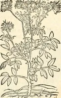 Picture 194 of 339 from [Les six livres de Pedacion Dioscoride d'Anazarbe de la matiere medicinale : translatez de latin en françois : a chacun chapitre sont aioustees certaines annotations fort doctes, & recueillies des plus excellens medecins, anciens, & modernes (1553), leaf 212