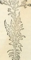 Picture 195 of 339 from [Les six livres de Pedacion Dioscoride d'Anazarbe de la matiere medicinale : translatez de latin en françois : a chacun chapitre sont aioustees certaines annotations fort doctes, & recueillies des plus excellens medecins, anciens, & modernes (1553), leaf 213