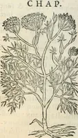 Picture 196 of 339 from [Les six livres de Pedacion Dioscoride d'Anazarbe de la matiere medicinale : translatez de latin en françois : a chacun chapitre sont aioustees certaines annotations fort doctes, & recueillies des plus excellens medecins, anciens, & modernes (1553), leaf 215