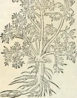 Picture 197 of 339 from [Les six livres de Pedacion Dioscoride d'Anazarbe de la matiere medicinale : translatez de latin en françois : a chacun chapitre sont aioustees certaines annotations fort doctes, & recueillies des plus excellens medecins, anciens, & modernes (1553), leaf 217
