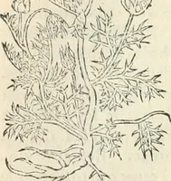 An illustration from [Les six livres de Pedacion Dioscoride d'Anazarbe de la matiere medicinale : translatez de latin en françois : a chacun chapitre sont aioustees certaines annotations fort doctes, & recueillies des plus excellens medecins, anciens, & modernes (1553)