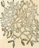 An illustration from [Les six livres de Pedacion Dioscoride d'Anazarbe de la matiere medicinale : translatez de latin en françois : a chacun chapitre sont aioustees certaines annotations fort doctes, & recueillies des plus excellens medecins, anciens, & modernes (1553)
