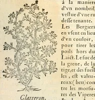 Picture 200 of 339 from [Les six livres de Pedacion Dioscoride d'Anazarbe de la matiere medicinale : translatez de latin en françois : a chacun chapitre sont aioustees certaines annotations fort doctes, & recueillies des plus excellens medecins, anciens, & modernes (1553), leaf 226