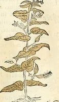 An illustration from [Les six livres de Pedacion Dioscoride d'Anazarbe de la matiere medicinale : translatez de latin en françois : a chacun chapitre sont aioustees certaines annotations fort doctes, & recueillies des plus excellens medecins, anciens, & modernes (1553)