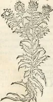 Picture 202 of 339 from [Les six livres de Pedacion Dioscoride d'Anazarbe de la matiere medicinale : translatez de latin en françois : a chacun chapitre sont aioustees certaines annotations fort doctes, & recueillies des plus excellens medecins, anciens, & modernes (1553), leaf 227