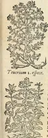 An illustration from [Les six livres de Pedacion Dioscoride d'Anazarbe de la matiere medicinale : translatez de latin en françois : a chacun chapitre sont aioustees certaines annotations fort doctes, & recueillies des plus excellens medecins, anciens, & modernes (1553)