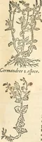 Picture 204 of 339 from [Les six livres de Pedacion Dioscoride d'Anazarbe de la matiere medicinale : translatez de latin en françois : a chacun chapitre sont aioustees certaines annotations fort doctes, & recueillies des plus excellens medecins, anciens, & modernes (1553), leaf 228
