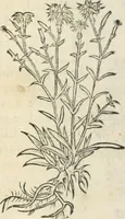 An illustration from [Les six livres de Pedacion Dioscoride d'Anazarbe de la matiere medicinale : translatez de latin en françois : a chacun chapitre sont aioustees certaines annotations fort doctes, & recueillies des plus excellens medecins, anciens, & modernes (1553)