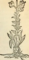 An illustration from [Les six livres de Pedacion Dioscoride d'Anazarbe de la matiere medicinale : translatez de latin en françois : a chacun chapitre sont aioustees certaines annotations fort doctes, & recueillies des plus excellens medecins, anciens, & modernes (1553)
