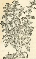 An illustration from [Les six livres de Pedacion Dioscoride d'Anazarbe de la matiere medicinale : translatez de latin en françois : a chacun chapitre sont aioustees certaines annotations fort doctes, & recueillies des plus excellens medecins, anciens, & modernes (1553)