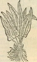 Picture 208 of 339 from [Les six livres de Pedacion Dioscoride d'Anazarbe de la matiere medicinale : translatez de latin en françois : a chacun chapitre sont aioustees certaines annotations fort doctes, & recueillies des plus excellens medecins, anciens, & modernes (1553), leaf 232