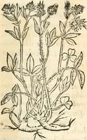An illustration from [Les six livres de Pedacion Dioscoride d'Anazarbe de la matiere medicinale : translatez de latin en françois : a chacun chapitre sont aioustees certaines annotations fort doctes, & recueillies des plus excellens medecins, anciens, & modernes (1553)
