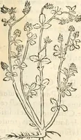 An illustration from [Les six livres de Pedacion Dioscoride d'Anazarbe de la matiere medicinale : translatez de latin en françois : a chacun chapitre sont aioustees certaines annotations fort doctes, & recueillies des plus excellens medecins, anciens, & modernes (1553)