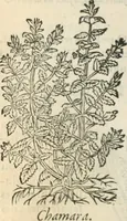 An illustration from [Les six livres de Pedacion Dioscoride d'Anazarbe de la matiere medicinale : translatez de latin en françois : a chacun chapitre sont aioustees certaines annotations fort doctes, & recueillies des plus excellens medecins, anciens, & modernes (1553)
