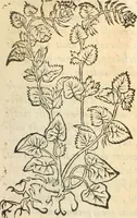 An illustration from [Les six livres de Pedacion Dioscoride d'Anazarbe de la matiere medicinale : translatez de latin en françois : a chacun chapitre sont aioustees certaines annotations fort doctes, & recueillies des plus excellens medecins, anciens, & modernes (1553)