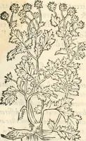 An illustration from [Les six livres de Pedacion Dioscoride d'Anazarbe de la matiere medicinale : translatez de latin en françois : a chacun chapitre sont aioustees certaines annotations fort doctes, & recueillies des plus excellens medecins, anciens, & modernes (1553)