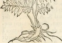 An illustration from [Les six livres de Pedacion Dioscoride d'Anazarbe de la matiere medicinale : translatez de latin en françois : a chacun chapitre sont aioustees certaines annotations fort doctes, & recueillies des plus excellens medecins, anciens, & modernes (1553)