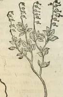 Picture 215 of 339 from [Les six livres de Pedacion Dioscoride d'Anazarbe de la matiere medicinale : translatez de latin en françois : a chacun chapitre sont aioustees certaines annotations fort doctes, & recueillies des plus excellens medecins, anciens, & modernes (1553), leaf 235