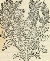 Picture 216 of 339 from [Les six livres de Pedacion Dioscoride d'Anazarbe de la matiere medicinale : translatez de latin en françois : a chacun chapitre sont aioustees certaines annotations fort doctes, & recueillies des plus excellens medecins, anciens, & modernes (1553), leaf 236