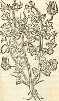 An illustration from [Les six livres de Pedacion Dioscoride d'Anazarbe de la matiere medicinale : translatez de latin en françois : a chacun chapitre sont aioustees certaines annotations fort doctes, & recueillies des plus excellens medecins, anciens, & modernes (1553)