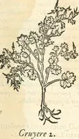 An illustration from [Les six livres de Pedacion Dioscoride d'Anazarbe de la matiere medicinale : translatez de latin en françois : a chacun chapitre sont aioustees certaines annotations fort doctes, & recueillies des plus excellens medecins, anciens, & modernes (1553)