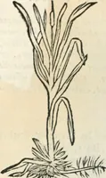 Picture 219 of 339 from [Les six livres de Pedacion Dioscoride d'Anazarbe de la matiere medicinale : translatez de latin en françois : a chacun chapitre sont aioustees certaines annotations fort doctes, & recueillies des plus excellens medecins, anciens, & modernes (1553), leaf 237