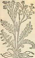 An illustration from [Les six livres de Pedacion Dioscoride d'Anazarbe de la matiere medicinale : translatez de latin en françois : a chacun chapitre sont aioustees certaines annotations fort doctes, & recueillies des plus excellens medecins, anciens, & modernes (1553)