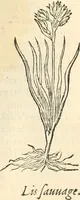 An illustration from [Les six livres de Pedacion Dioscoride d'Anazarbe de la matiere medicinale : translatez de latin en françois : a chacun chapitre sont aioustees certaines annotations fort doctes, & recueillies des plus excellens medecins, anciens, & modernes (1553)