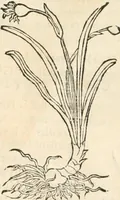 An illustration from [Les six livres de Pedacion Dioscoride d'Anazarbe de la matiere medicinale : translatez de latin en françois : a chacun chapitre sont aioustees certaines annotations fort doctes, & recueillies des plus excellens medecins, anciens, & modernes (1553)