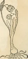 Picture 223 of 339 from [Les six livres de Pedacion Dioscoride d'Anazarbe de la matiere medicinale : translatez de latin en françois : a chacun chapitre sont aioustees certaines annotations fort doctes, & recueillies des plus excellens medecins, anciens, & modernes (1553), leaf 239